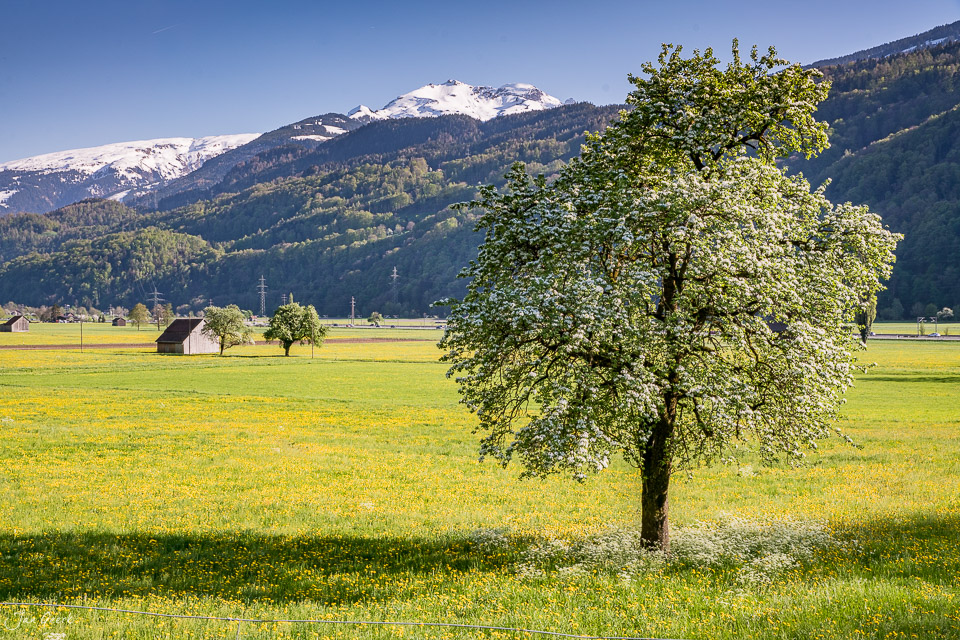 Kirschblüte in voller Pracht bei Flums mit verschneiten Churfirsten und grünem Tal in der Schweiz – Jan Geerk Fotograf Basel