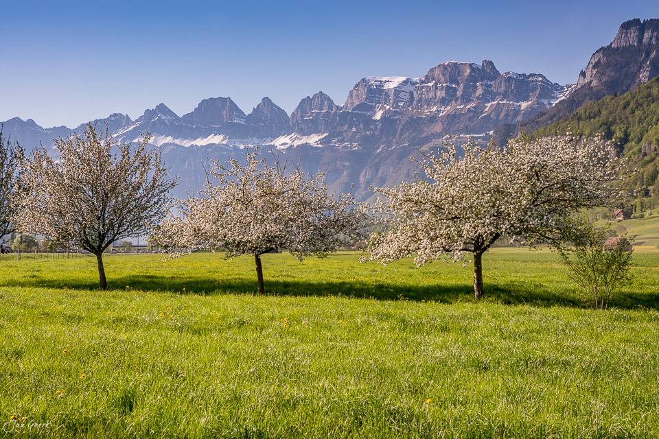 Kirschblüte in Flums mit Churfirsten Bergkette im Hintergrund, Frühjahr Ostschweiz Schweiz – Jan Geerk Fotograf Basel