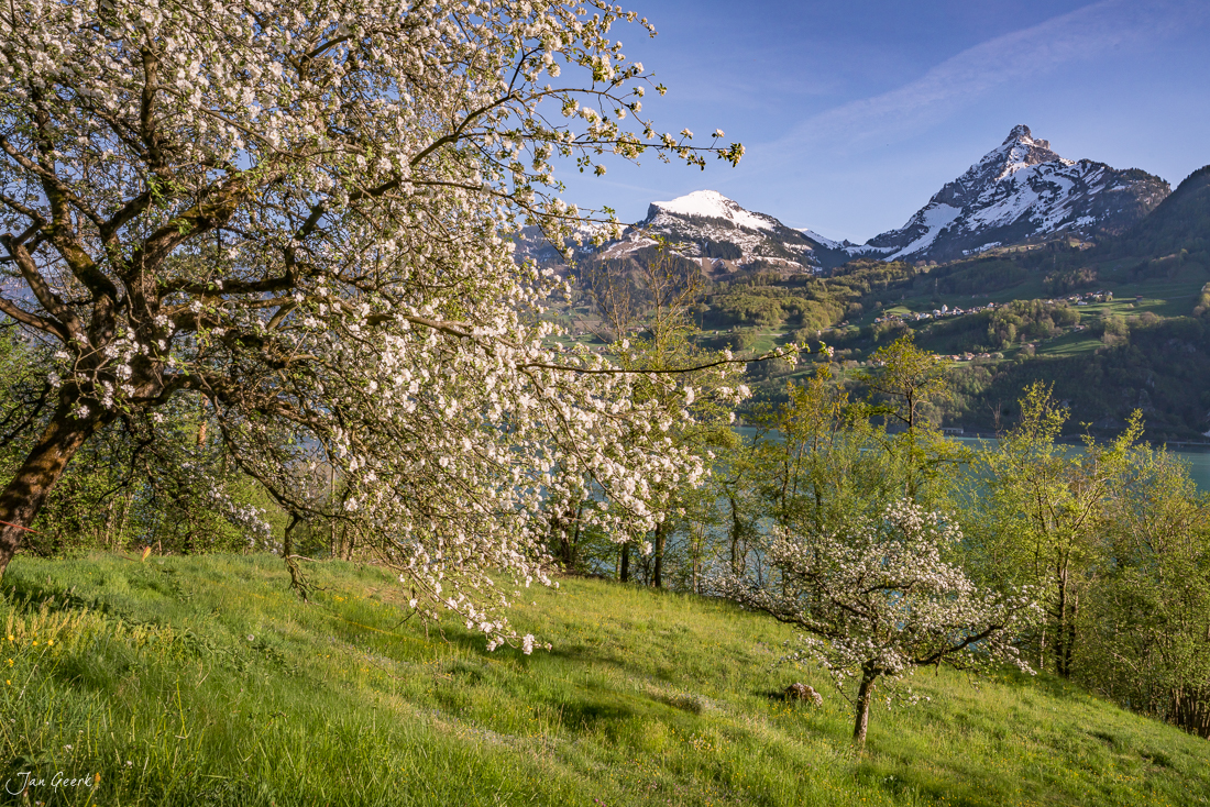 Blühende Obstbäume am Walensee in Weesen, Frühling, Ostschweiz – Jan Geerk Fotograf Basel