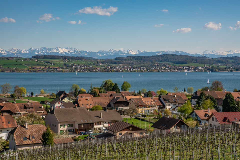 Weinlandschaft am Murtensee mit Alpenpanorama im Frühling, Westschweiz – Jan Geerk Fotograf Basel