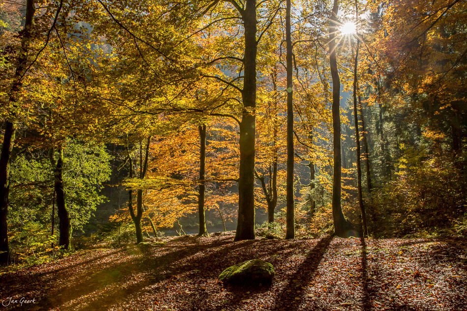 Herbstwald in den Gorges de l'Areuse mit goldenem Laub und Sonnenlicht, Jura Schweiz – Jan Geerk Fotograf Basel