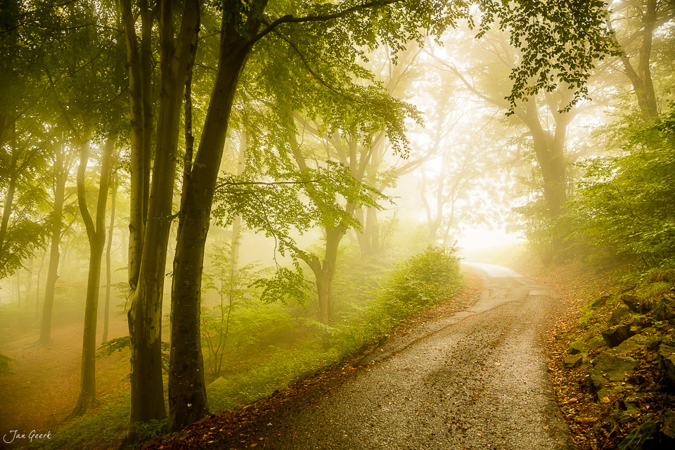 Herbstlicher Waldweg mit Nebel und goldenem Licht in Ascona, Tessin Schweiz – Jan Geerk Fotograf Basel
