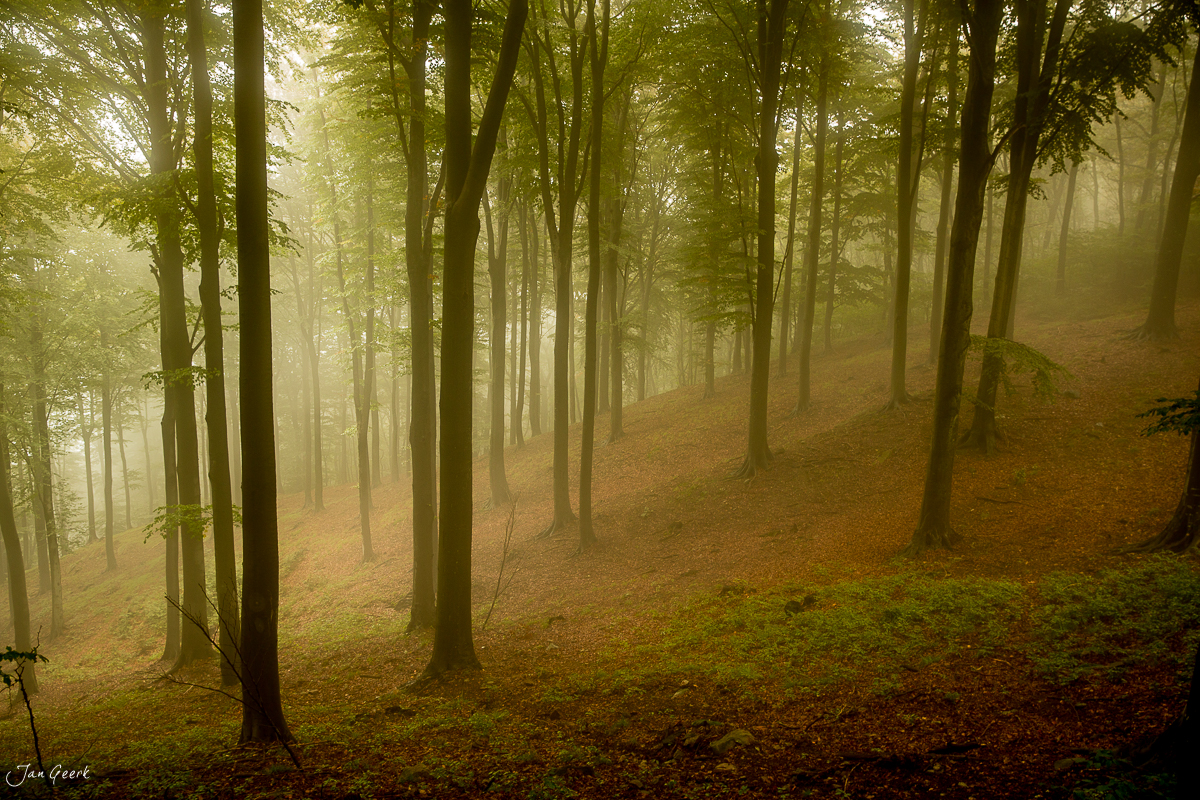 Nebel im Wald Ascona Herbst Tessin Schweiz – Jan Geerk Fotograf Basel