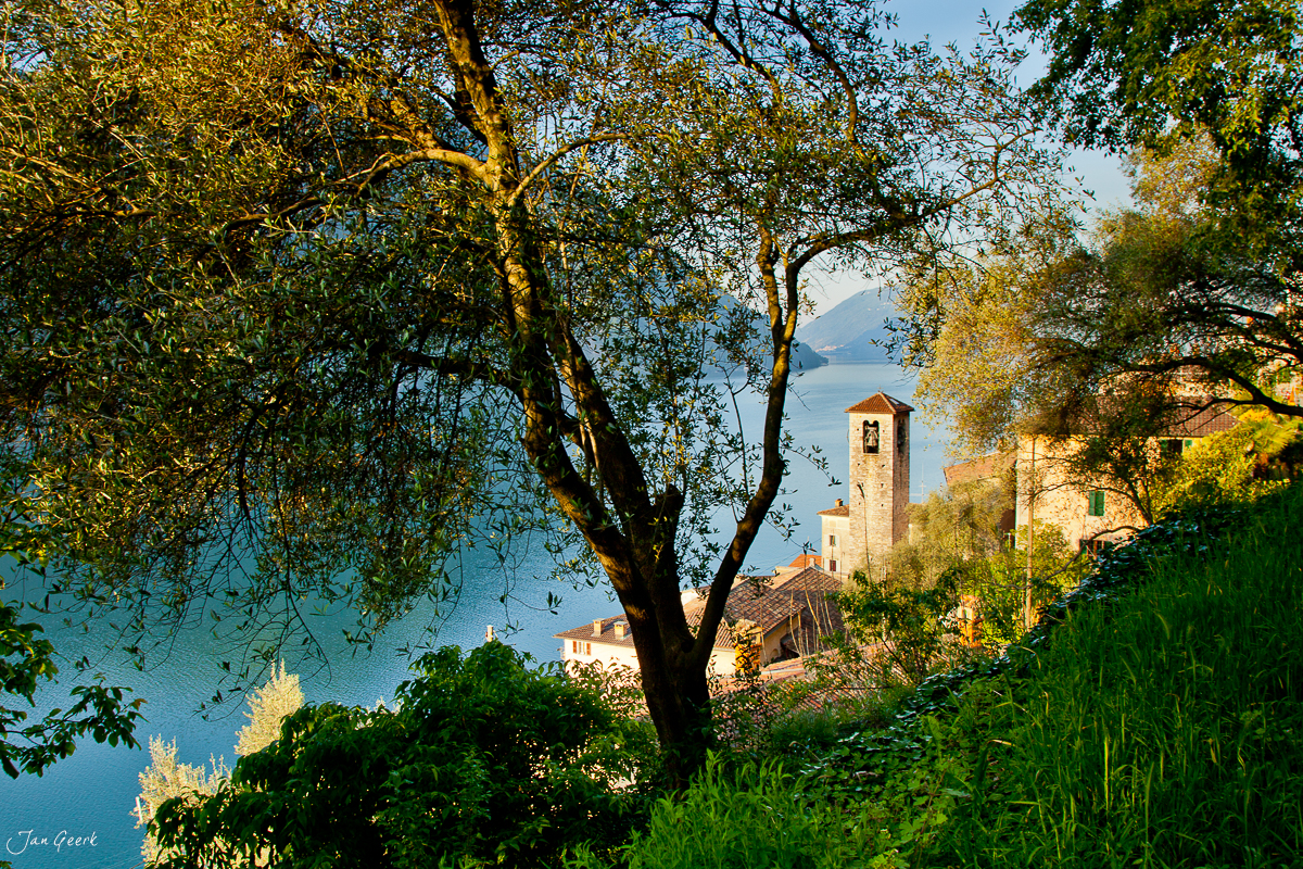 Gandria Olivenbaum Kirchturm Luganersee Abendsonne Tessin Schweiz – Jan Geerk Fotograf Basel