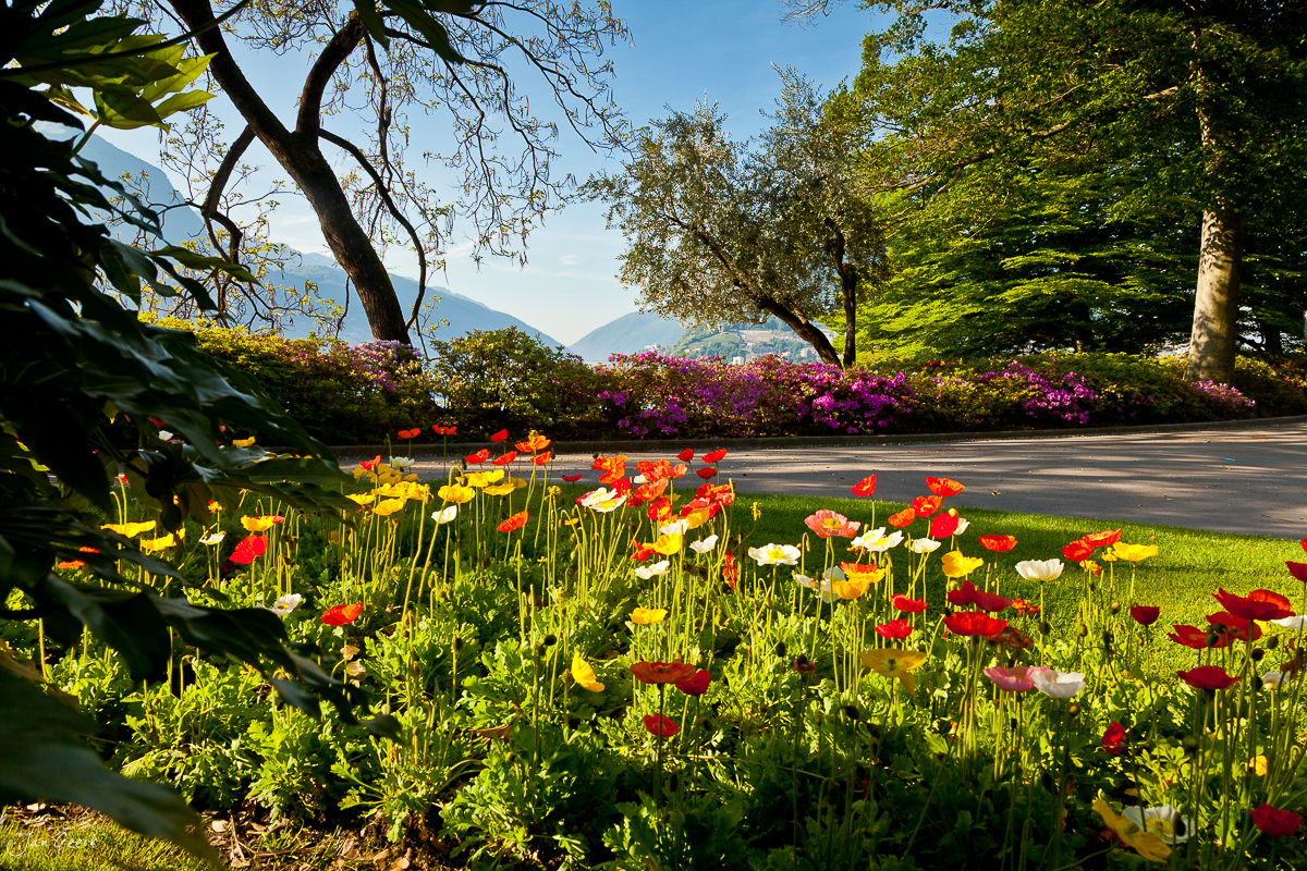 Parco Ciani Lugano Mohnblumen Rhododendren Luganersee Tessin Schweiz – Jan Geerk Fotograf Basel