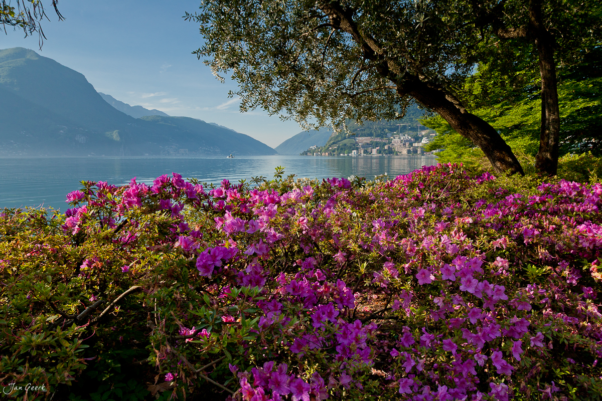 Parco Ciani Lugano Azaleen Luganersee Bergpanorama Frühling Tessin Schweiz – Jan Geerk Fotograf Basel