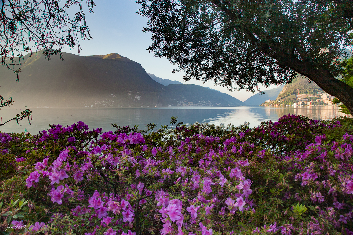 Lugano See Azaleen Frühling Morgenstimmung Tessin Schweiz – Jan Geerk Fotograf Basel