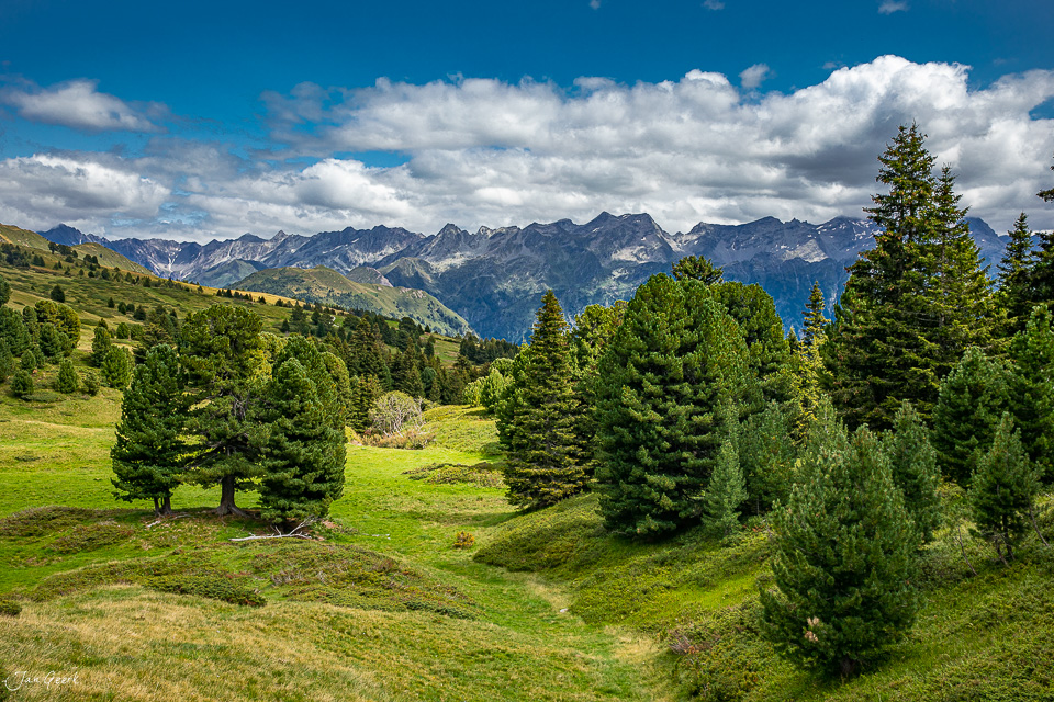 Alpwiese mit Fichten und Bergpanorama im Sommer, Tessin, Schweiz – Jan Geerk Fotograf Basel
