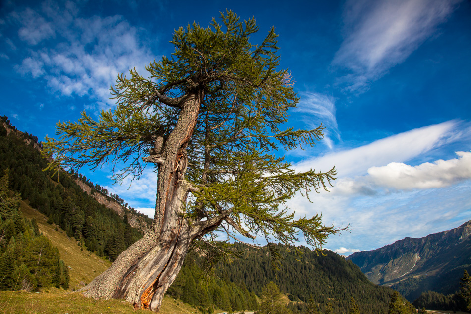 Gnarlige Lärche Lukmanier Alpensüdseite Blauer Himmel Sommer Tessin Schweiz Jan Geerk Fotograf