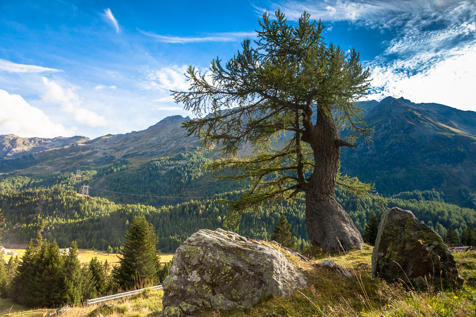 Lärche Bolle Lukmanier Alpensüdseite Sommer Tessin Schweiz Jan Geerk Fotograf