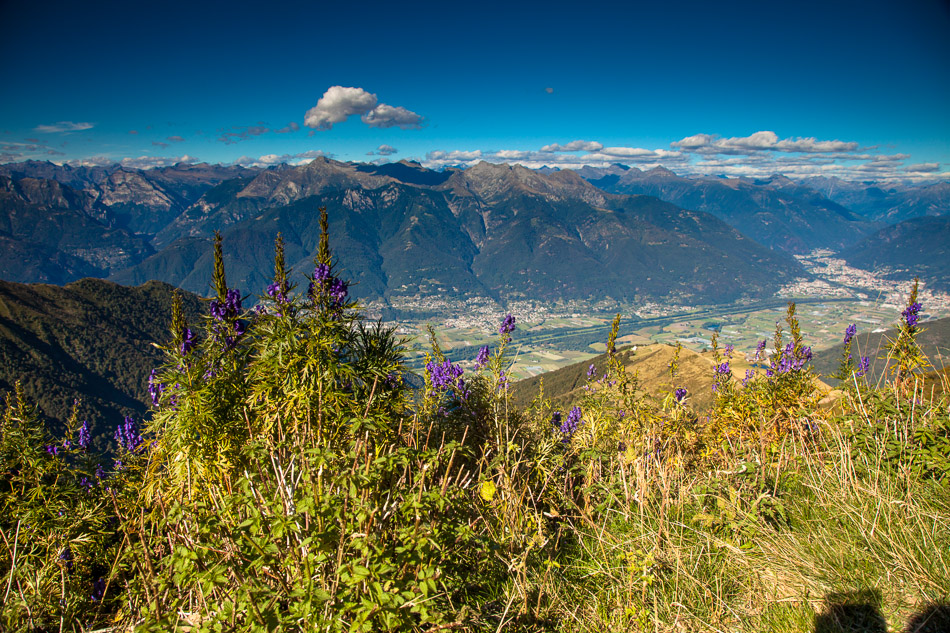 Blühende Alpenkräuter mit Ausblick auf Talsohle Magadino Sommerliche Berglandschaft Alpensüdseite Tessin Schweiz Jan Geerk Fotograf Basel