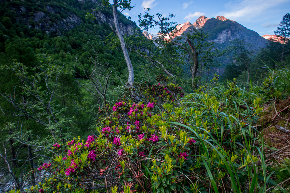 Alpenrosen und Bergwald im Bleniotal während des Frühlings, Nordtessin Schweiz – Jan Geerk Fotograf Basel