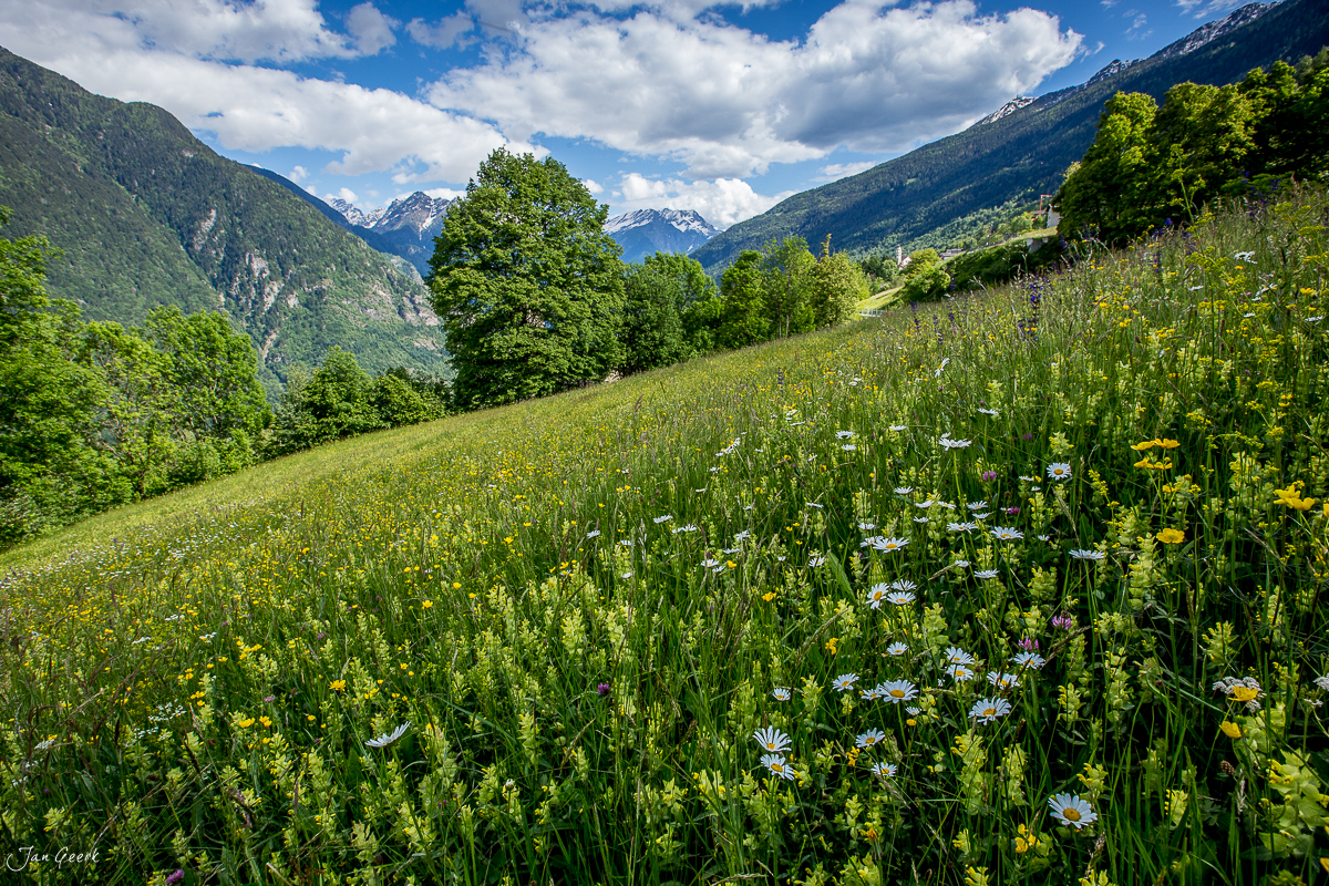 Blütenwiese im Bleniotal mit Bergpanorama im Frühling, Nordtessin Schweiz – Jan Geerk Fotograf Basel
