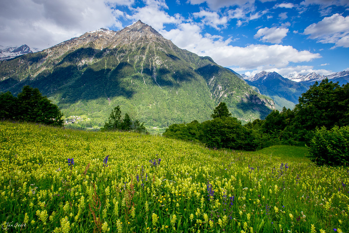 Blütenwiese mit gelben Frühjahrsblüten vor majestätischem Bergpanorama im Bleniotal Tessin Schweiz Jan Geerk Fotograf Basel