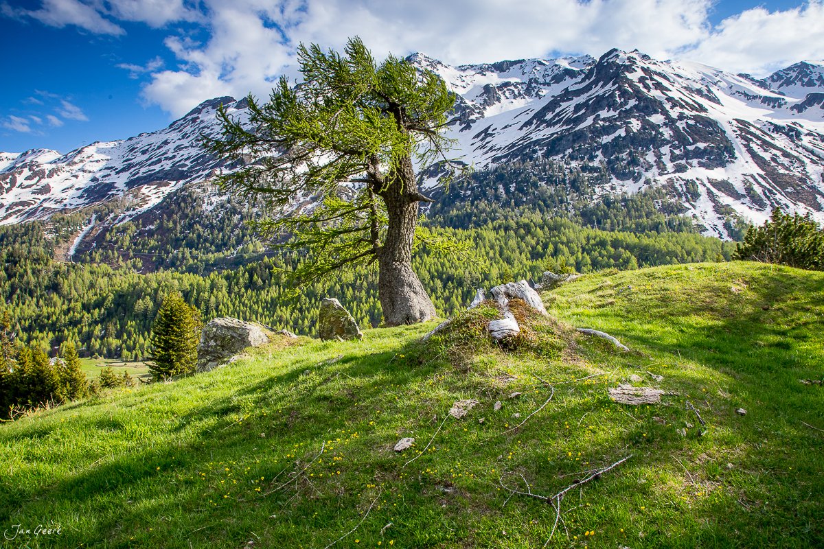 Alter Lärch mit frischer grüner Wiese im Bleniotal, schneebedeckte Berge im Hintergrund, Frühling, Tessin, Schweiz – Jan Geerk Fotograf Basel