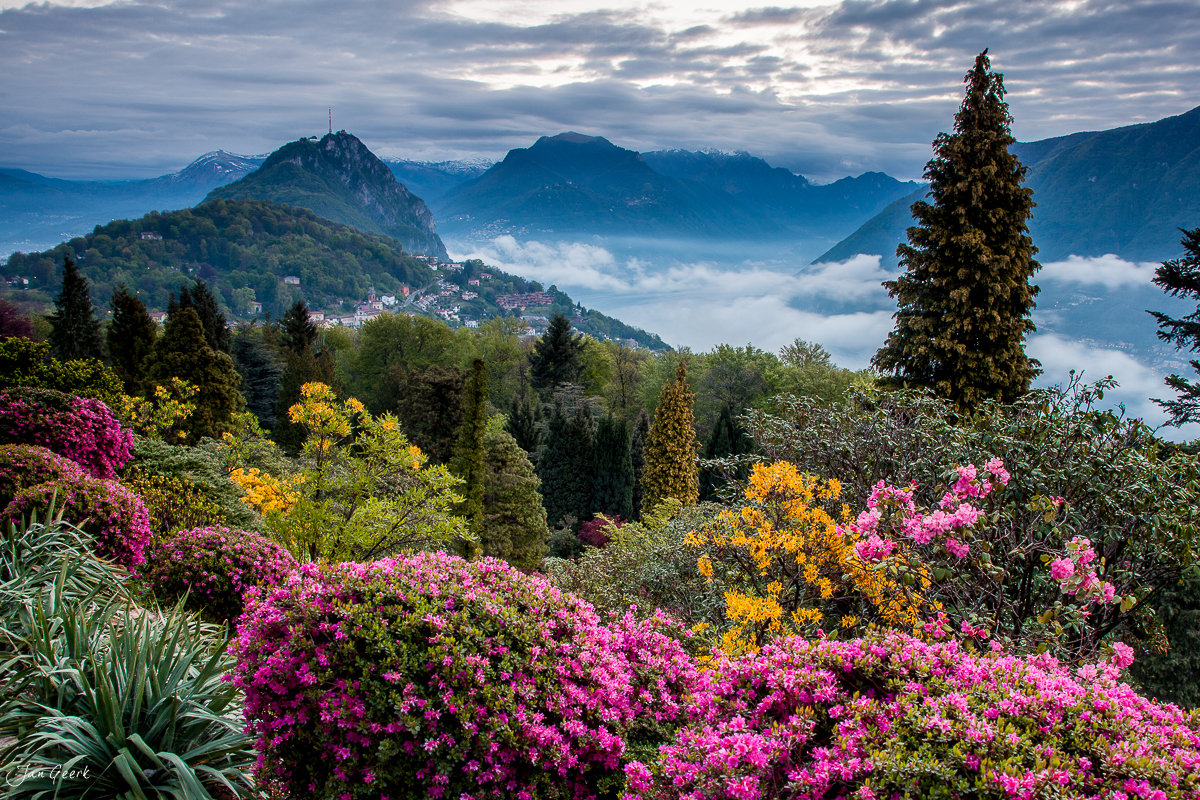 Blühende Rhododendren mit Bergblick über Morcote im Frühling, Tessin Schweiz – Jan Geerk Fotograf Basel