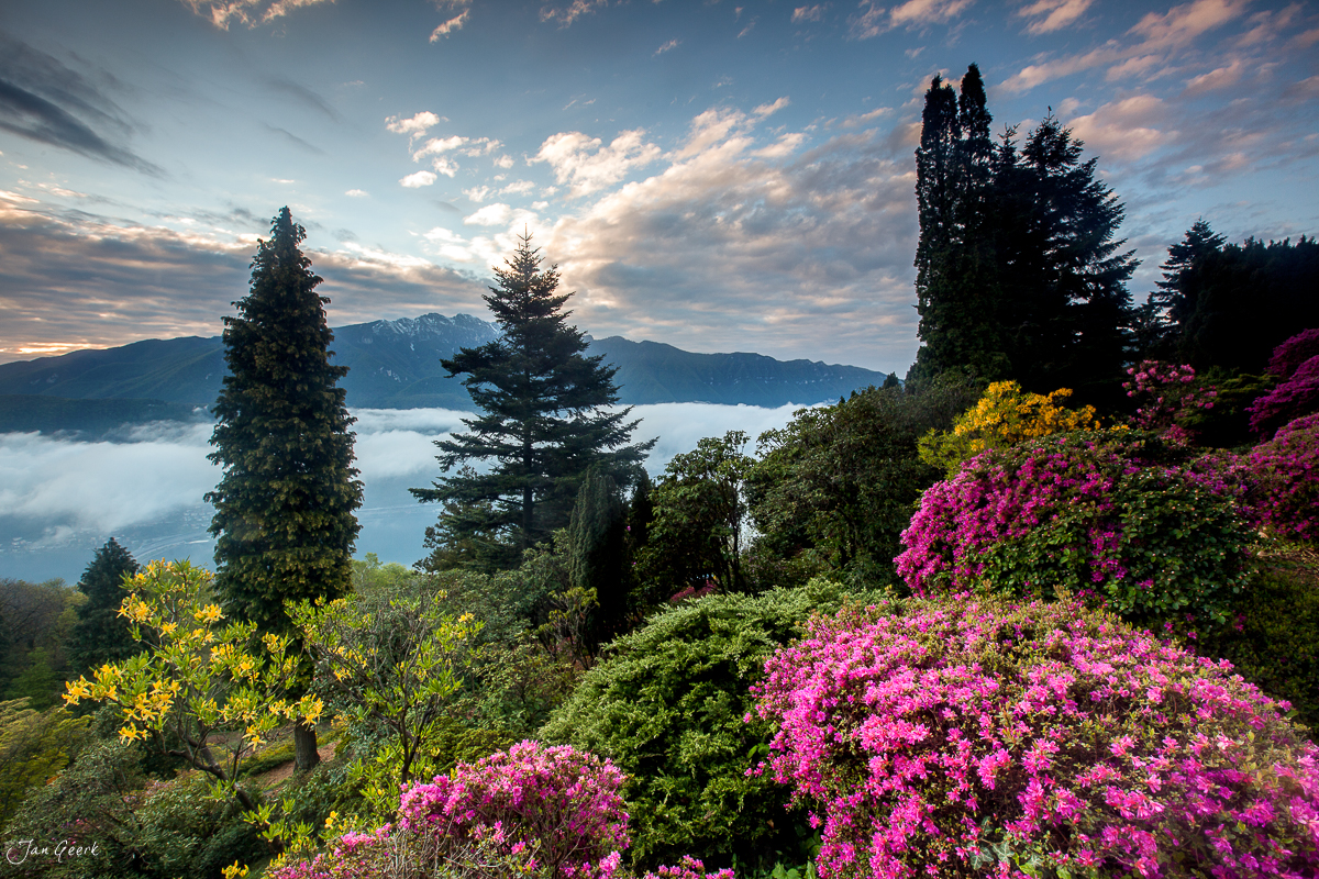 Blühende Rhododendren und Koniferen mit Ausblick auf Lugano im Frühling, Tessin Schweiz – Jan Geerk Fotograf Basel