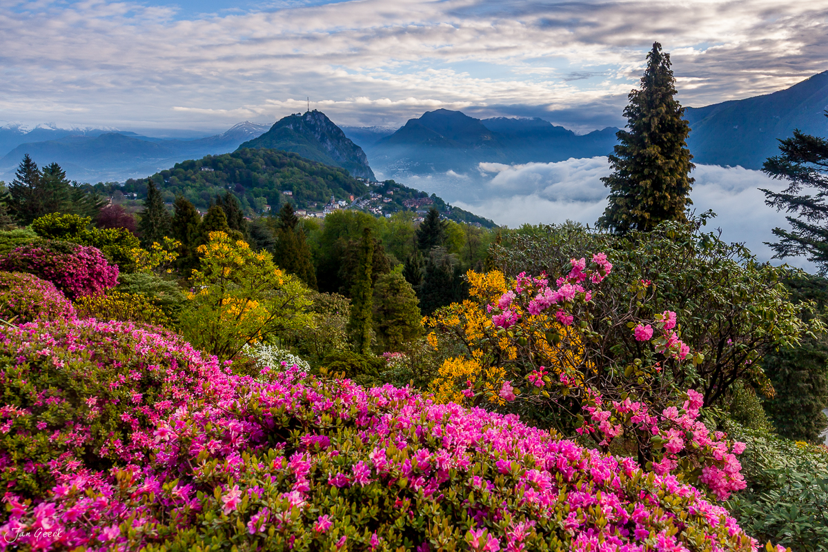 Rhododendronblüte mit Blick auf Berg Grato, Frühling im Tessin, Schweiz – Jan Geerk Fotograf Basel