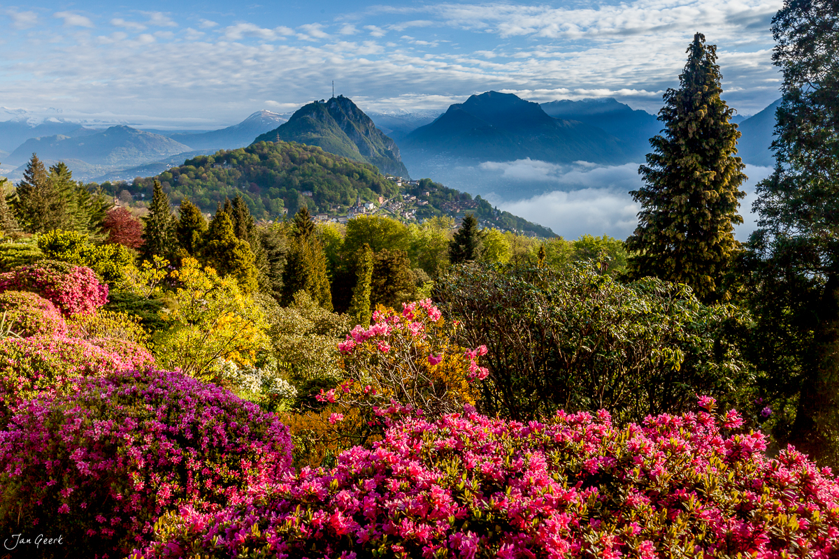 Rhododendron-Blüten Morcote Frühling Tessiner Seen Schweiz – Jan Geerk Fotograf Basel