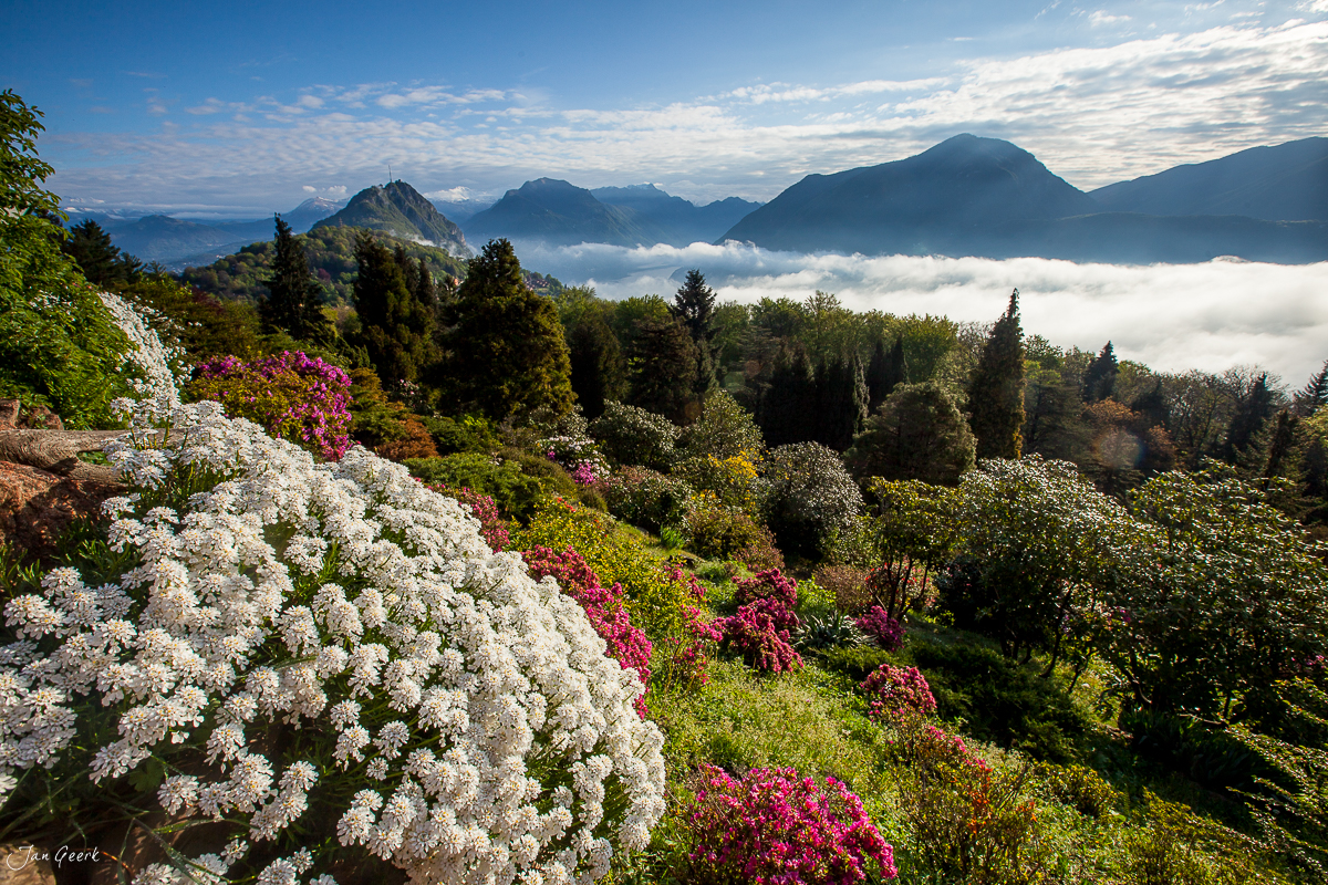 Blühende Rhododendren mit Bergpanorama über Lugano im Frühling, Tessin Schweiz – Jan Geerk Fotograf Basel