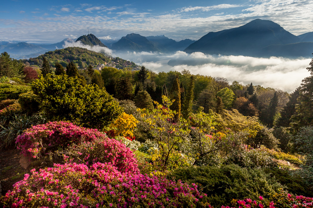 Blühende Magnolie mit Bergblick über Lugano, Frühling im Tessin Schweiz – Jan Geerk Fotograf Basel