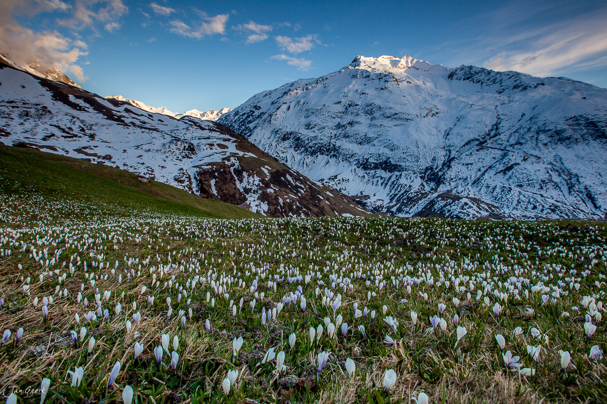 Krokusblüte am Oberalppass mit schneebedeckten Bergen im Bergfrühling Schweiz – Jan Geerk Fotograf Basel