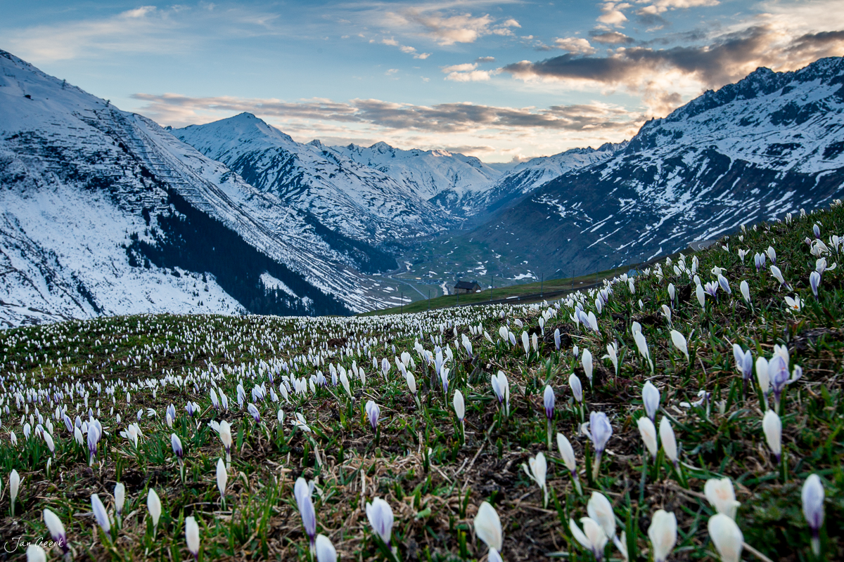 Krokusblüte am Oberalppass mit schneebedeckten Alpenbergen im Frühling, Schweiz – Jan Geerk Fotograf Basel