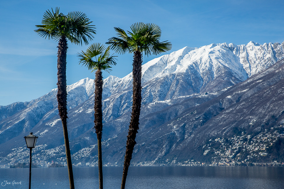 Drei Palmen mit schneebedeckten Bergen am Lago Maggiore in Locarno, Tessin Schweiz – Jan Geerk Fotograf Basel