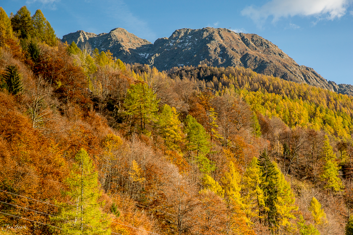 Herbstwald mit Lärchen in leuchtenden Farben vor Berggipfeln im Tessin Schweiz Jan Geerk Fotograf Basel