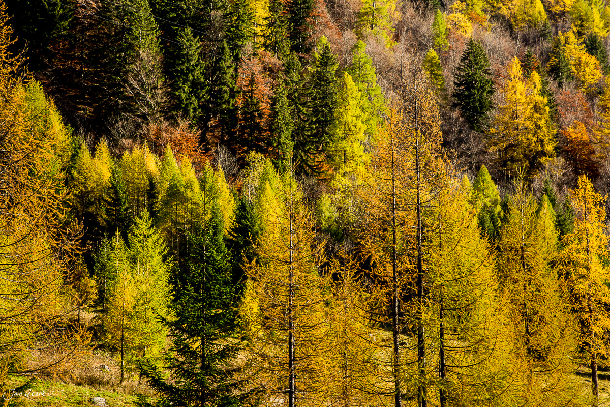 Herbstlicher Lärchwald im Tessin mit golden gefärbten Bäumen und grünen Fichten, Schweiz – Jan Geerk Fotograf Basel