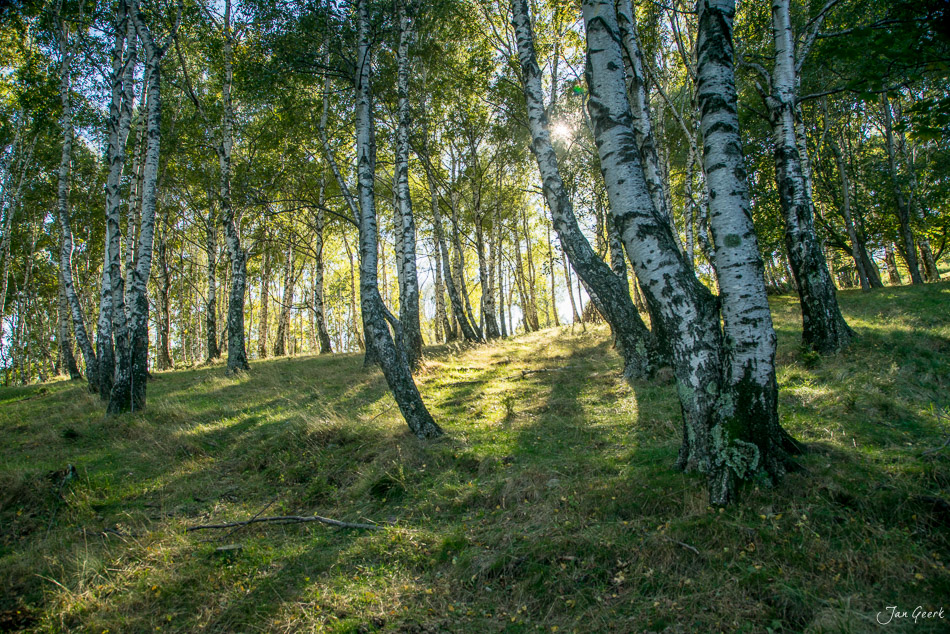 Birkenwald im Sommer, Tessin, goldenes Licht durch grünes Laub, Schweiz – Jan Geerk Fotograf Basel
