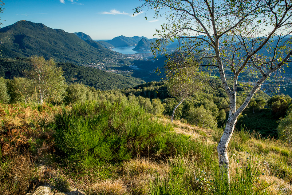 Berglandschaft mit See und Birken im Tessin Sommer Schweiz – Jan Geerk Fotograf Basel