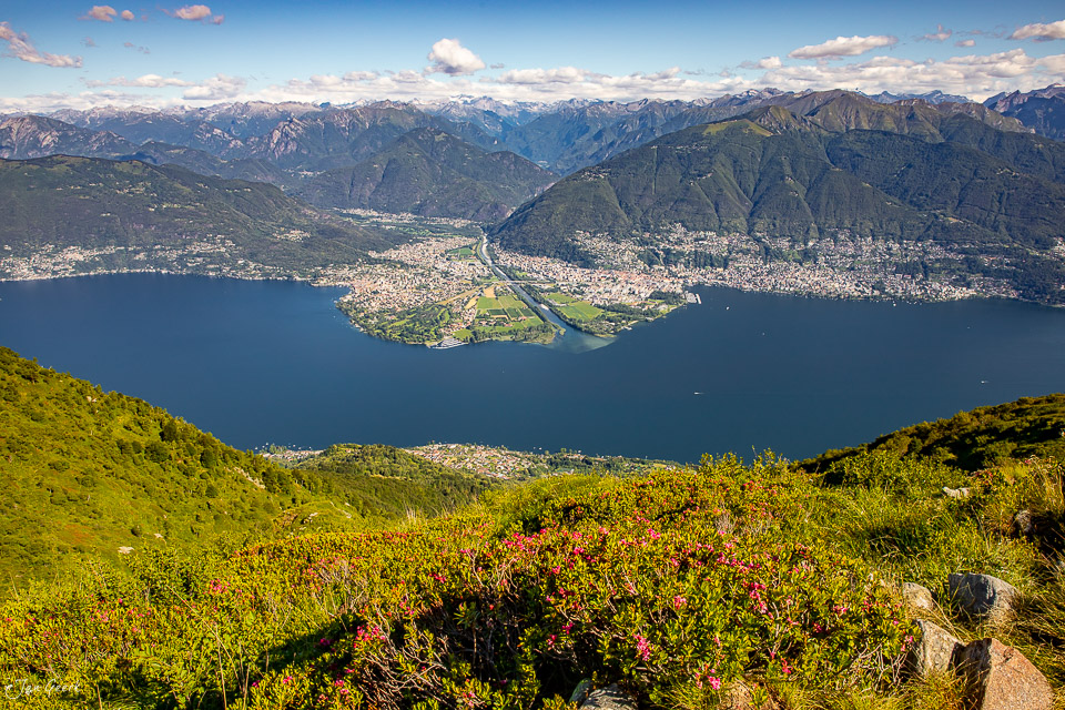 Alpblüten auf der Alpe Neggia mit Blick auf Ascona, Locarno und Lago Maggiore im Sommer, Tessin Schweiz – Jan Geerk Fotograf Basel