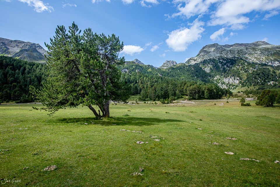 Alte Lärche in alpiner Wiese am Lukmanierpass, Tessin, Sommerlicht, Südschweiz – Jan Geerk Fotograf Basel