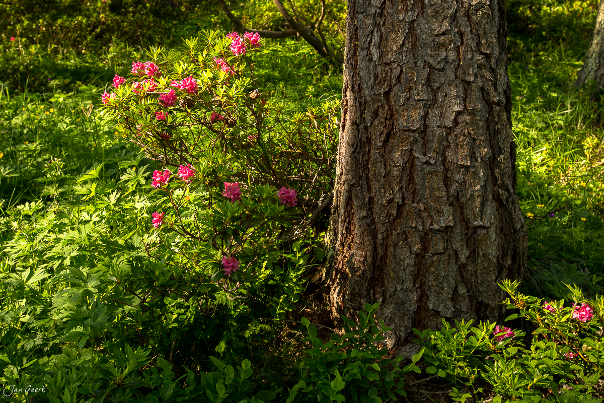 Rhododendron-Strauch mit magentafarbenen Blüten neben alter Baumrinde Maggiatal Tessin Schweiz – Jan Geerk Fotograf Basel