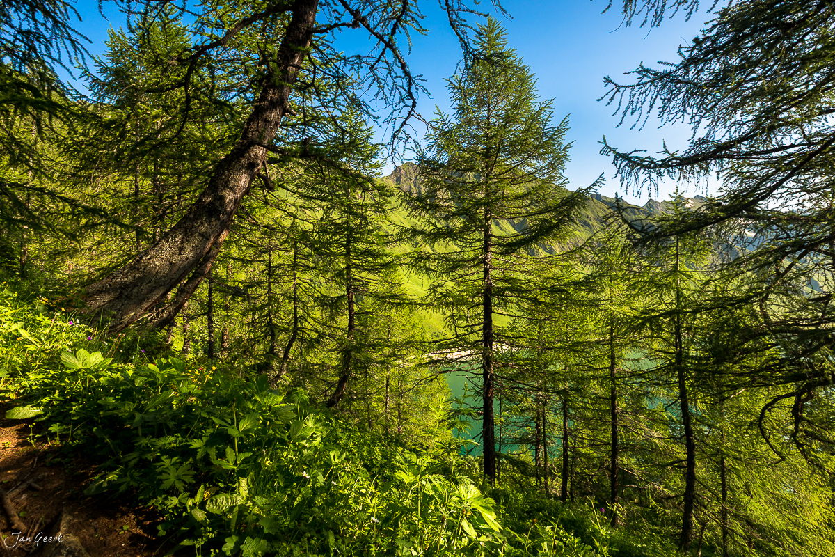 Lärchenwald mit Blick auf Stausee Maggia Maggiatal Sommer Tessin Schweiz Jan Geerk Fotograf Basel