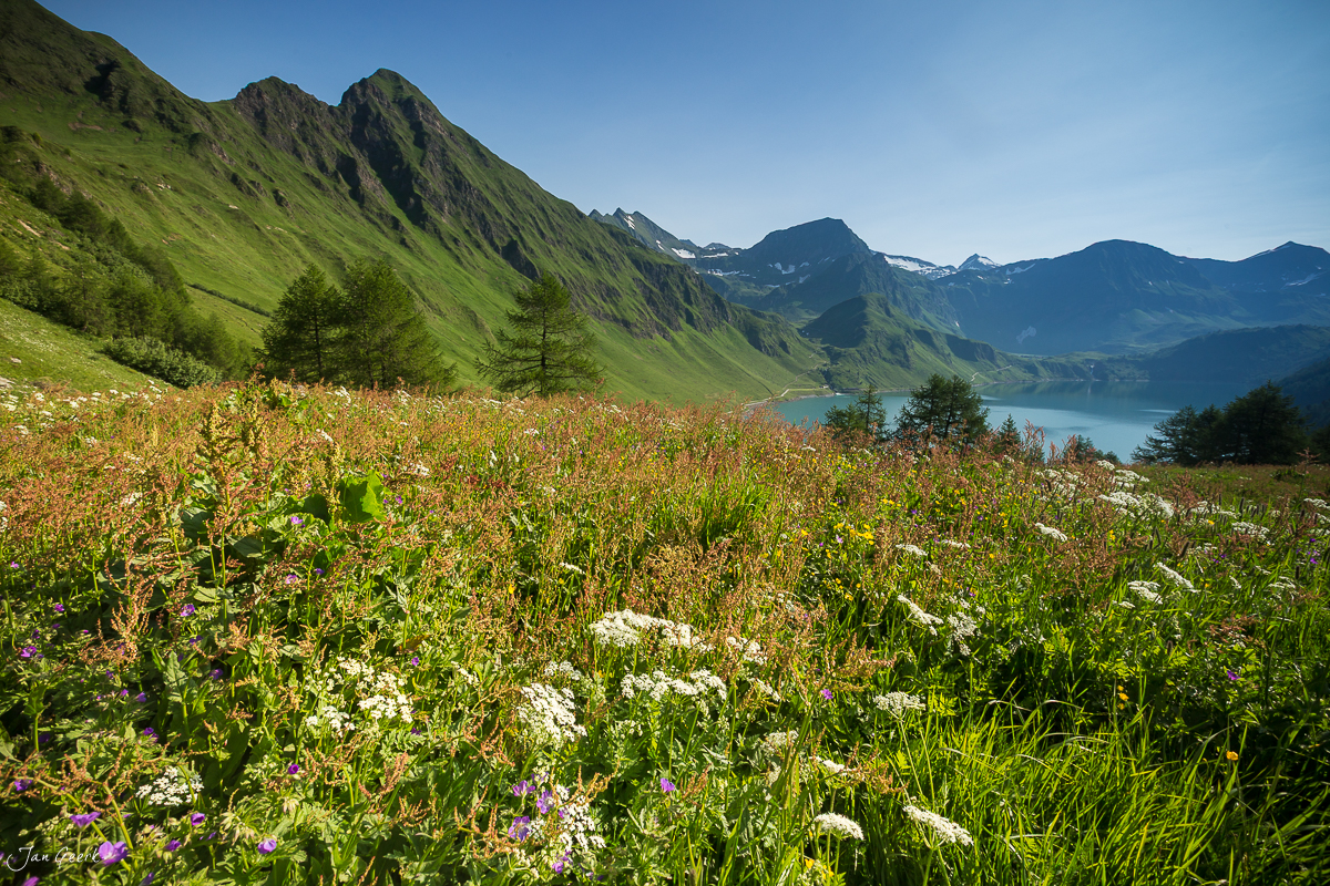 Alpenmährchen Blumenwiese Maggiatal Tessin Schweiz – Jan Geerk Fotograf Basel
