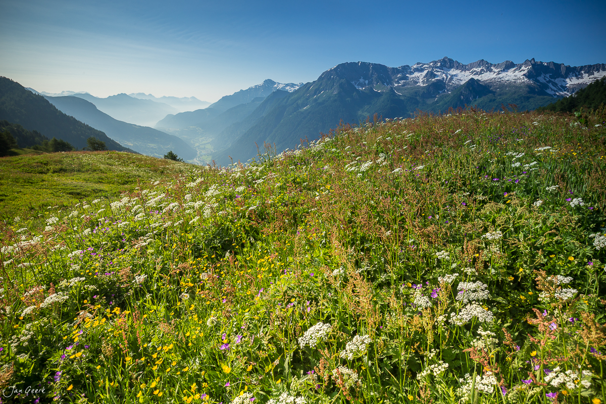 Blütenwiese Maggiatal mit schneebedeckten Alpen Tessin Schweiz – Jan Geerk Fotograf Basel