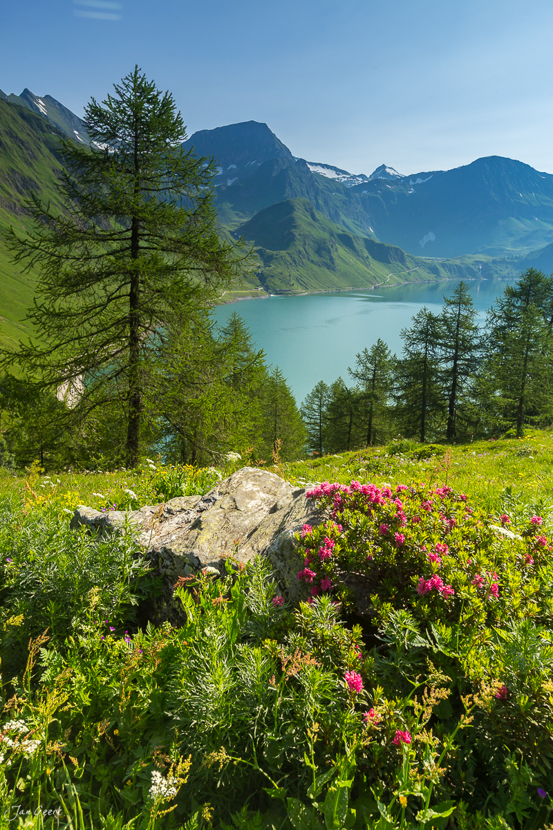 Alpenmörteli Blüten Maggiatal Sommerwiese Tessin Schweiz Jan Geerk Fotograf Basel