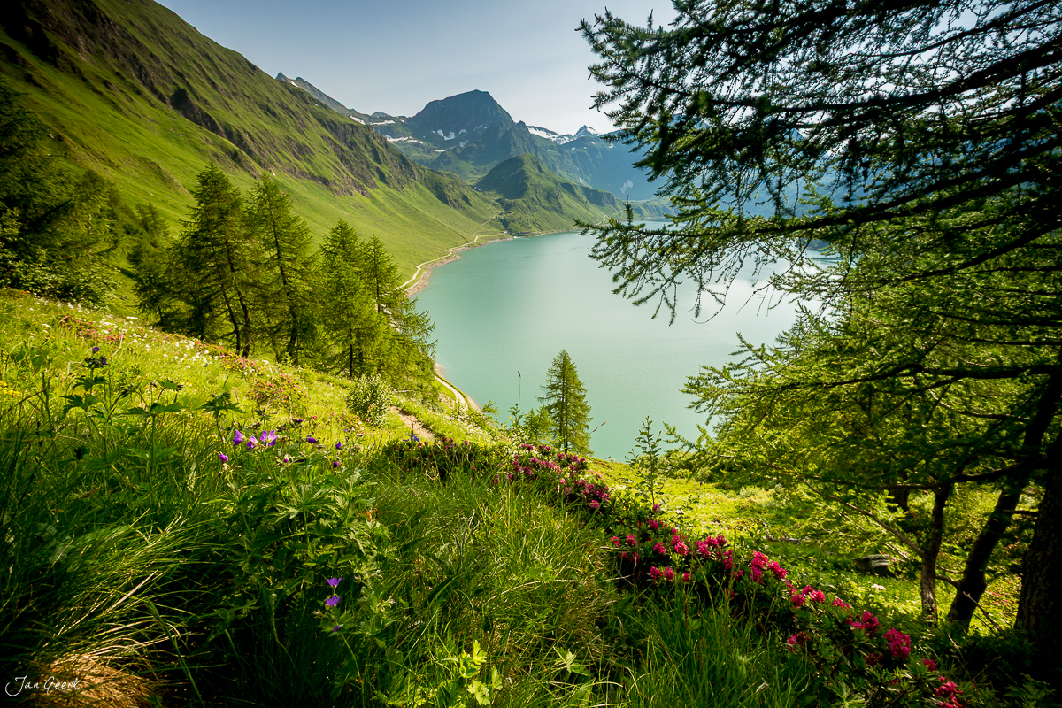 Türkisfarbener Stausee Maggia Maggiatal Alpenblüte Sommer Tessin Schweiz Jan Geerk