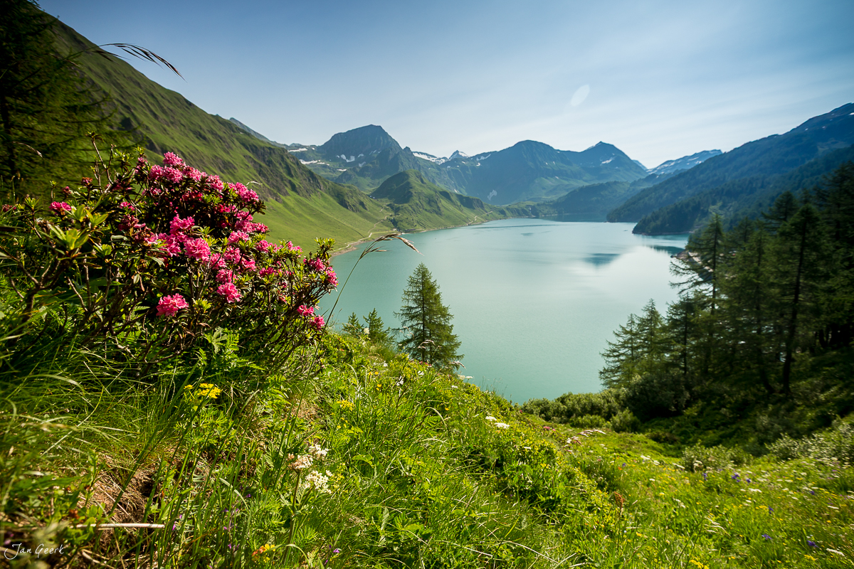 Alpensee mit Rhododendron Blüten Maggiatal Tessin Schweiz Sommer – Jan Geerk Fotograf Basel
