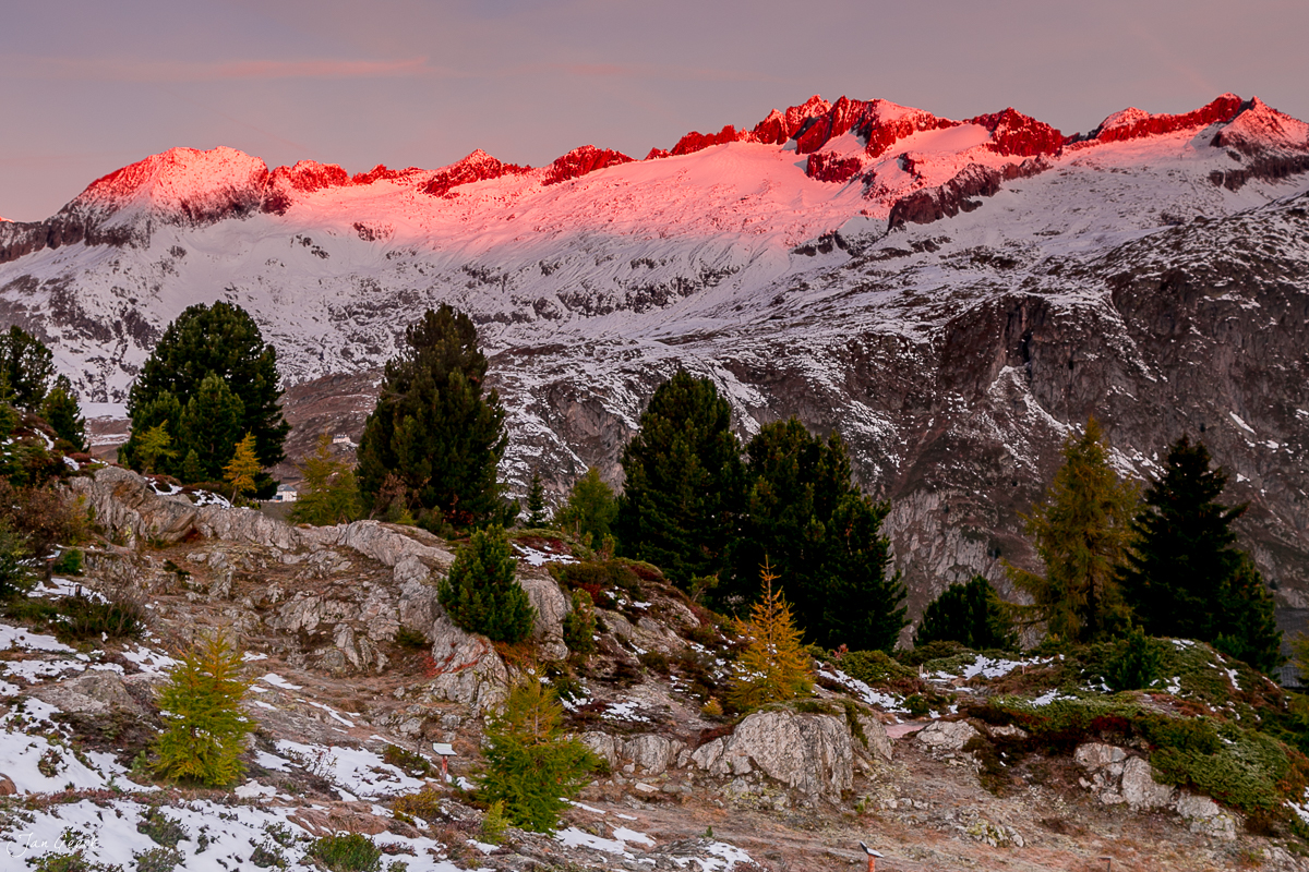 Verschneite Berglandschaft mit roten Gipfeln im Aletschgebiet, Herbstlärchen und Felsen, Alpenglow-Stimmung, Wallis Schweiz – Jan Geerk Fotograf Basel
