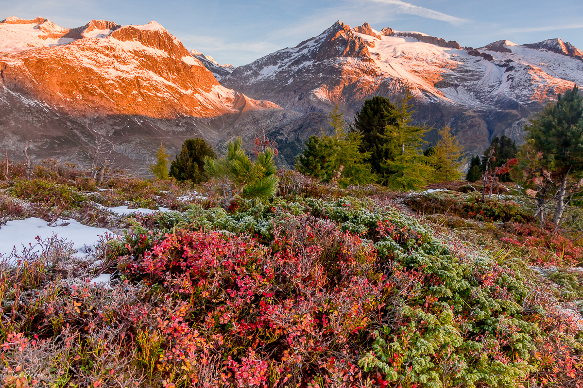 Herbstliche Alpenlandschaft mit roten Alpenrosen und schneebedeckten Bergen im Aletschgebiet Wallis Schweiz – Jan Geerk Fotograf Basel