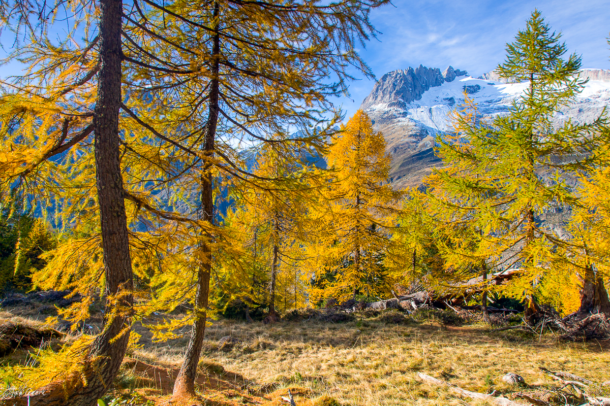 Herbstliche Lärchen im Aletschwald mit schneebedecktem Gletscher im Hintergrund, goldenes Herbstlicht, Wallis Schweiz – Jan Geerk Fotograf Basel