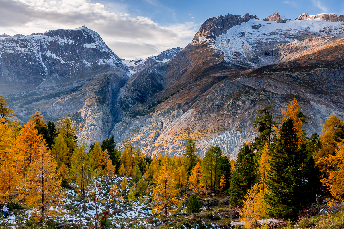 Herbstliche Lärchen im Aletschwald mit schneebedeckten Gletschern und Bergen im Hintergrund, Wallis Schweiz – Jan Geerk Fotograf Basel