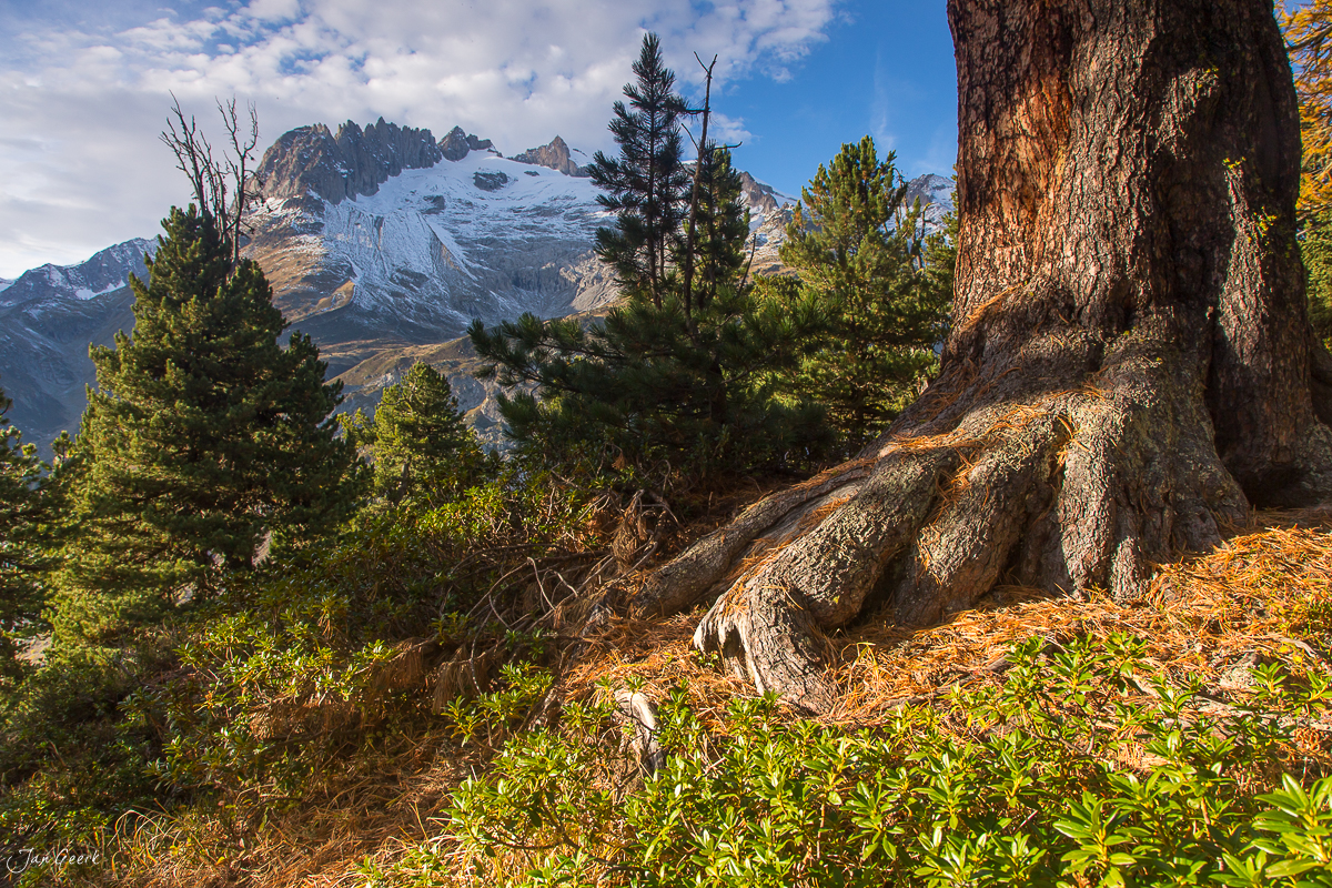 Alter Lärchenbaum im Aletschwald mit verschneiten Bergen im Herbst, Wallis Schweiz – Jan Geerk Fotograf Basel
