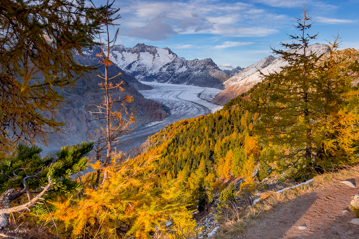 Aletschgletscher mit goldenem Lärchenwald im Herbst, Wallis Schweiz – Jan Geerk Fotograf Basel