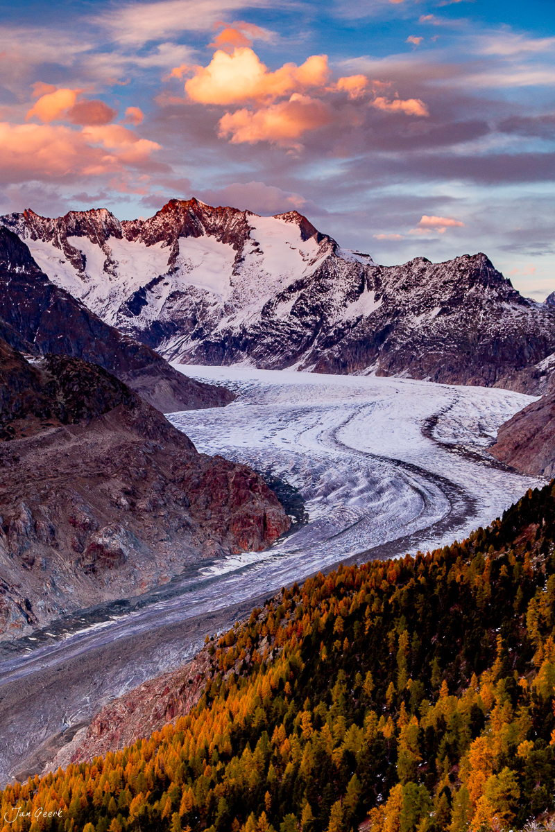 Aletschgletscher mit schneebedeckten Bergen, Herbstlärchen in goldener Stimmung, Wallis, Schweiz – Jan Geerk Fotograf Basel