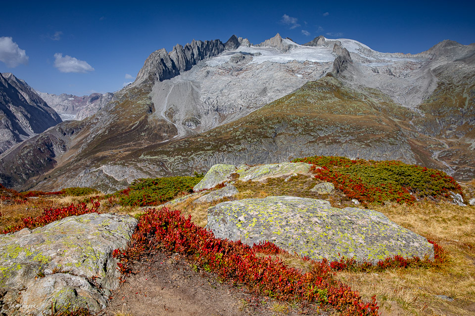 Herbstliche Alpenlandschaft am Aletschgletscher mit roten Alpenpflanzen und Gletschereis Wallis Schweiz Jan Geerk Fotograf Basel