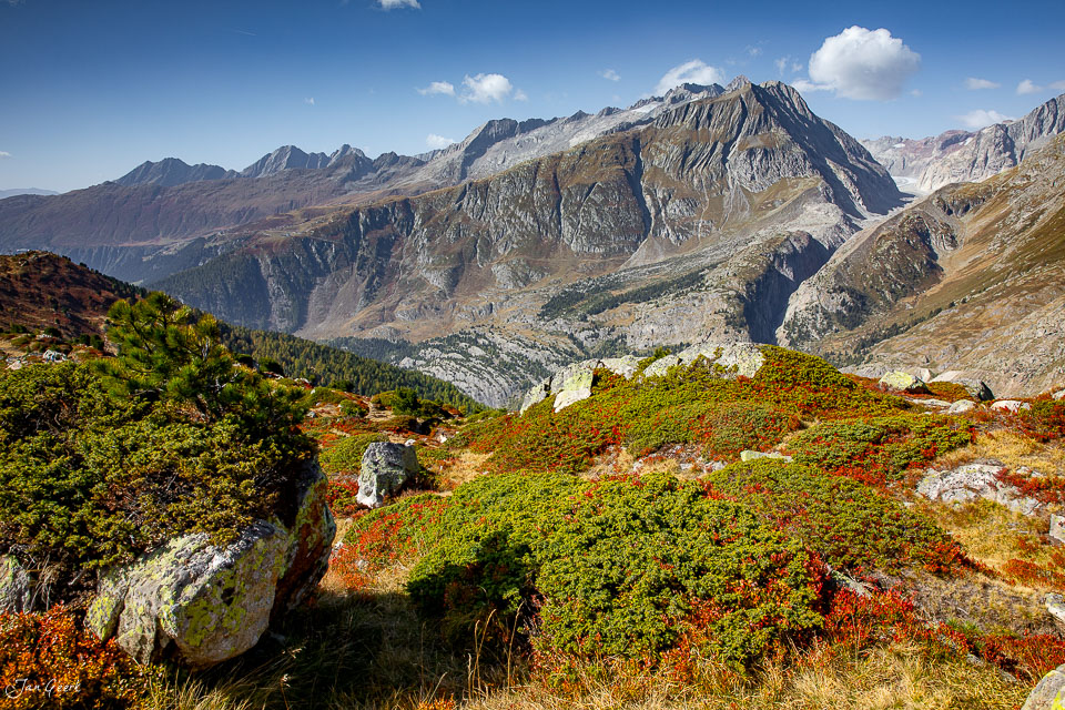 Herbstliche Alplandschaft am Aletschgletscher mit Bergpanorama und rötlichem Kraut Wallis Schweiz – Jan Geerk Fotograf Basel